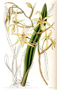 Miltonia flavescens (as Cyrtochilum flavescens) - Edwards vol 19 pl 1627 (1833)