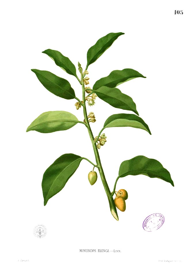 Mimusops elengi Blanco1.105