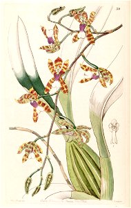 Miltonioides laevis (as Odontoglossum laeve) - Edwards vol 30 (NS 7) pl 39 (1844)