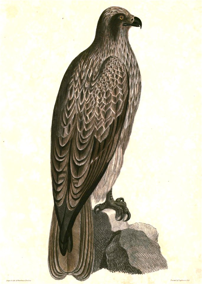 Milvus migrans lineatus Hardwicke