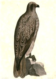 Milvus migrans lineatus Hardwicke