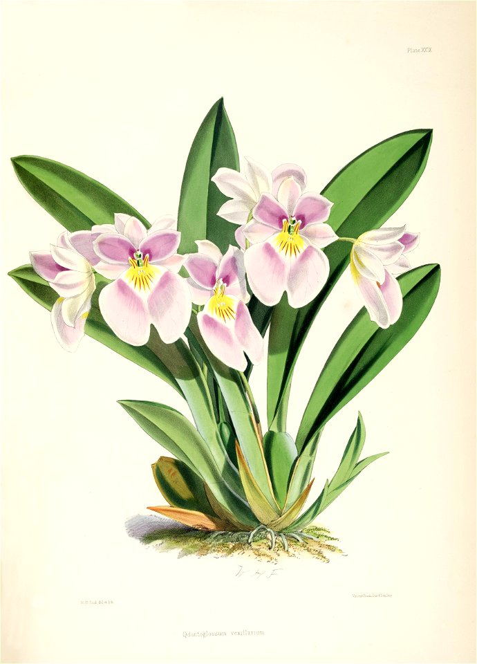 Miltoniopsis vexillaria (as Odontoglossum vexillarium) - pl. 29 - Bateman, Monogr.Odont