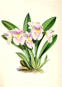 Miltoniopsis vexillaria (as Odontoglossum vexillarium) - pl. 29 - Bateman, Monogr.Odont. Free illustration for personal and commercial use.