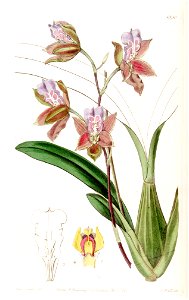Miltonia russelliana (as Oncidium russellianum) - Edwards vol 22 pl 1830 (1836). Free illustration for personal and commercial use.