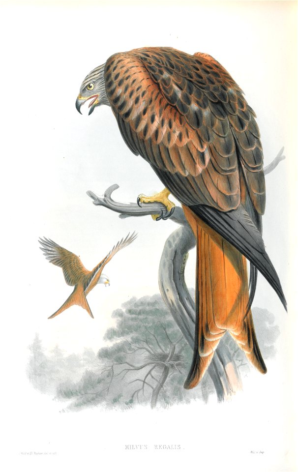 Milvus Regalis