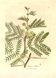 Mimosa nilotica Woodville 1832. Free illustration for personal and commercial use.