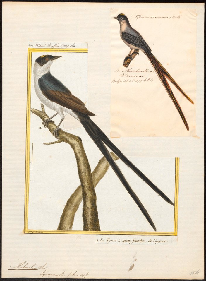 Milvulus tyrannus - 1700-1880 - Print - Iconographia Zoologica - Special Collections University of Amsterdam - UBA01 IZ16500367