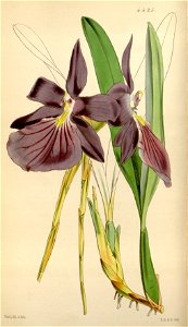 Miltonia spectabilis, var. purpureo-violacea - Curtis' 75 (Ser. 3 no. 5) pl. 4425 (1849)