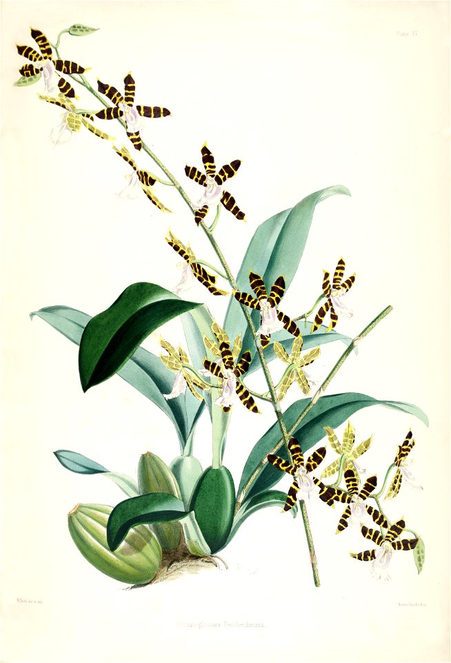 Miltonioides reichenheimii (as Odontoglossum reichenheimii) - pl. 15 - Bateman, Monogr.Odont