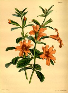 Mimulus aurantiacus cv Pxton 092