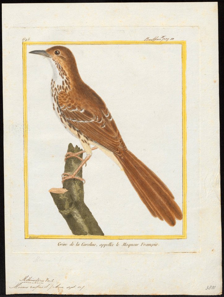 Mimus rufus - 1700-1880 - Print - Iconographia Zoologica - Special Collections University of Amsterdam - UBA01 IZ16300343