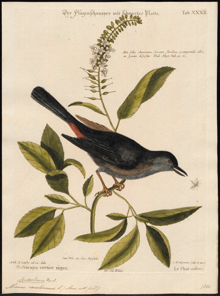 Mimus carolinensis - 1700-1880 - Print - Iconographia Zoologica - Special Collections University of Amsterdam - UBA01 IZ16300331