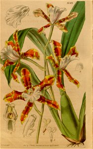 Miltonia candida (as Miltonia candida var. flavescens) - Curtis' 66 (N.S. 13) pl. 3793 (1840)