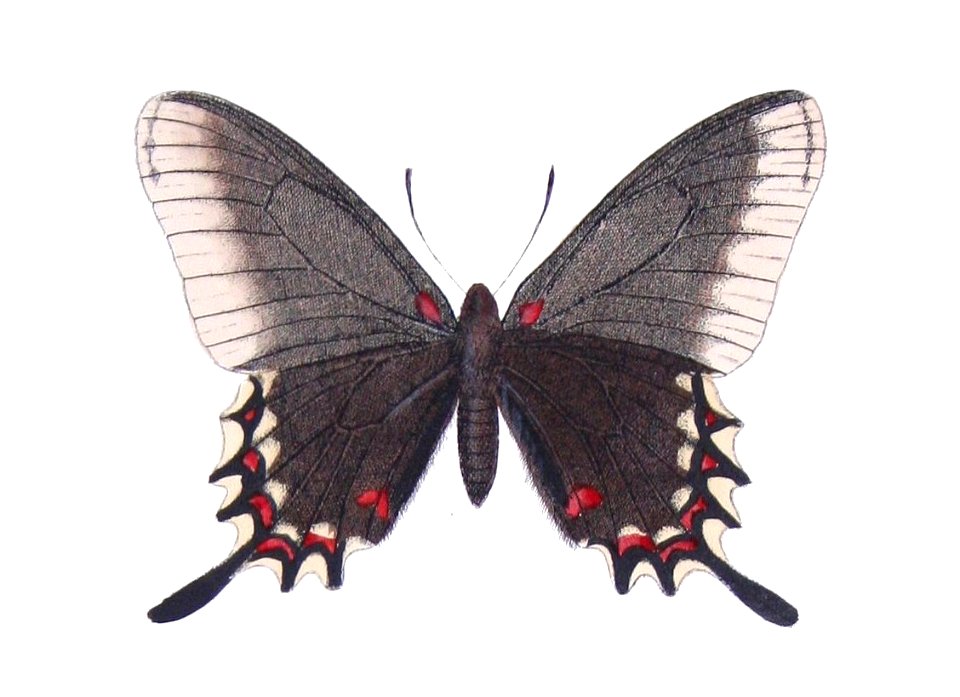 Mimoides lysithous eupatorion - Castelnau