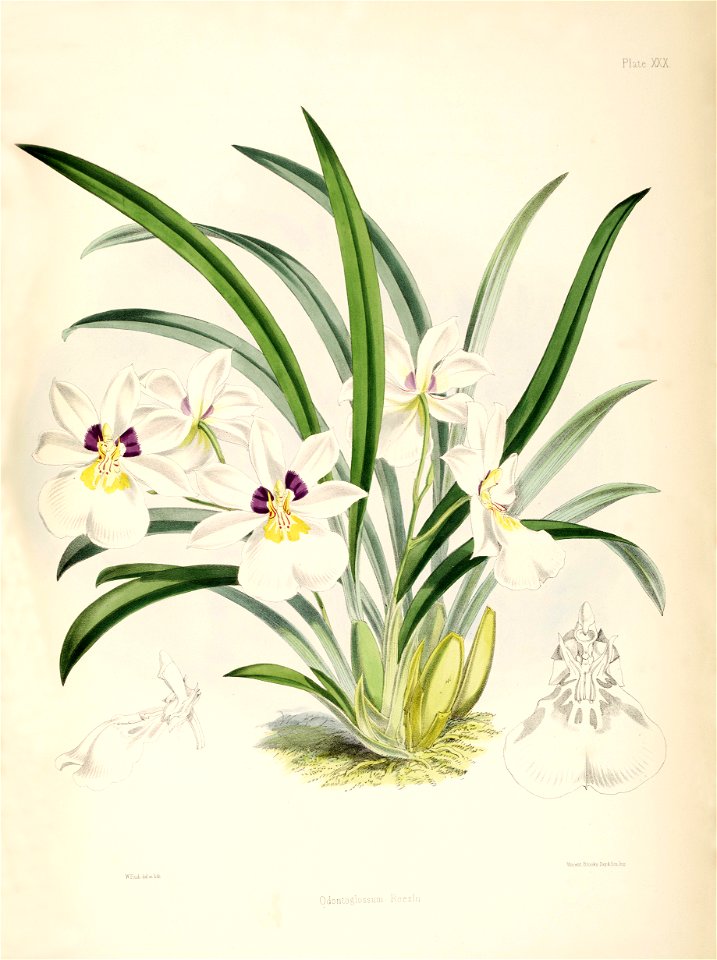 Miltoniopsis roezlii (as Odontoglossum roezlii) - pl. 30 - Bateman, Monogr.Odont