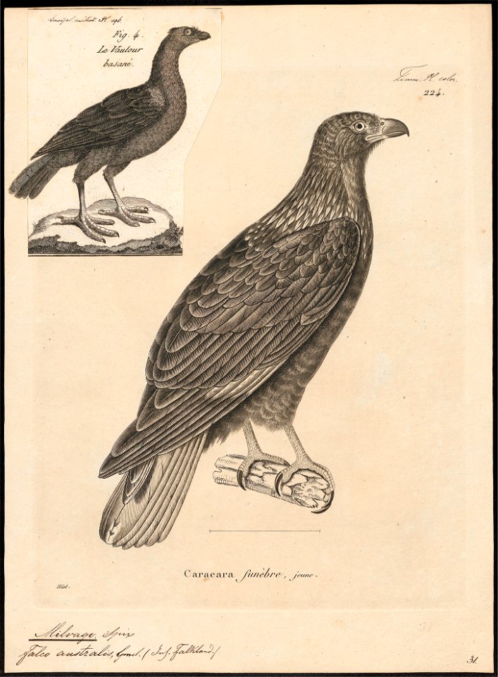 Milvago leucurus - 1700-1880 - Print - Iconographia Zoologica - Special Collections University of Amsterdam - UBA01 IZ18200017