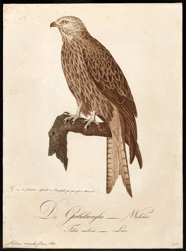 Milvus regalis - 1800-1812 - Print - Iconographia Zoologica - Special Collections University of Amsterdam - UBA01 IZ18200328
