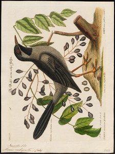Mimus rubripes - 1700-1880 - Print - Iconographia Zoologica - Special Collections University of Amsterdam - UBA01 IZ16300335