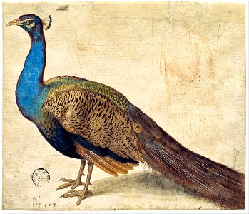 Nicolaus Juvenel - Peacock - Google Art Project