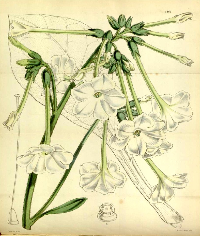 Nicotiana fragrans