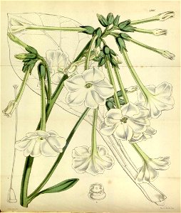 Nicotiana fragrans