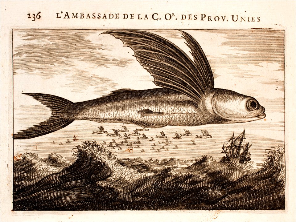 Nieuhof-Ambassade-vers-la-Chine-1665 0839