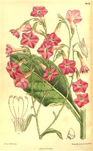 Nicotiana forgetiana