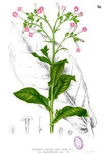 Nicotiana tabacum Blanco1.36