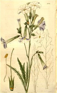 Nicotiana noctiflora