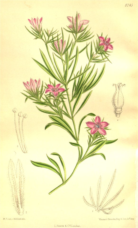 Nigella integrifolia 135-8245