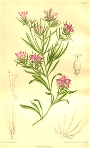 Nigella integrifolia 135-8245
