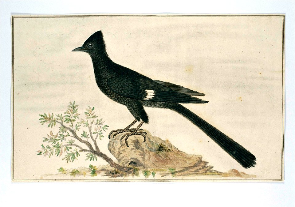 Nieuwjaarsvogel (Clamator jacobinus)