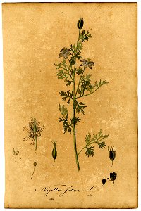 Nigella sativa Mann