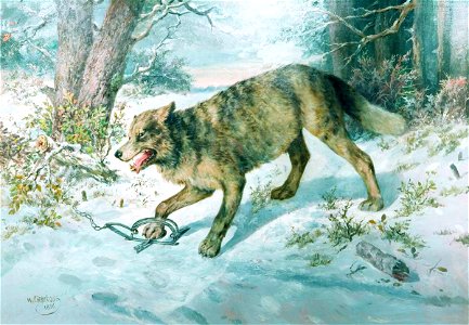 Nikolai Sverchkov - Trapped Wolf
