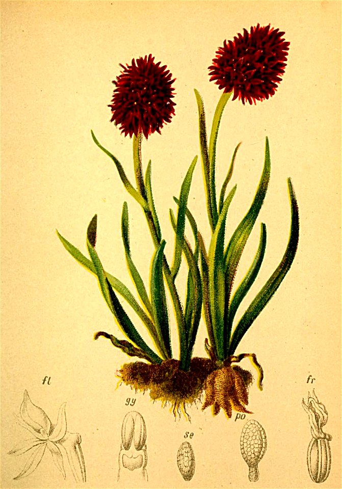 Nigritella nigra Atlas Alpenflora - Free Stock Illustrations | Creazilla