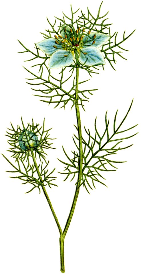 Nigella damascena 1787