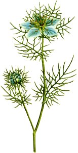 Nigella damascena 1787. Free illustration for personal and commercial use.