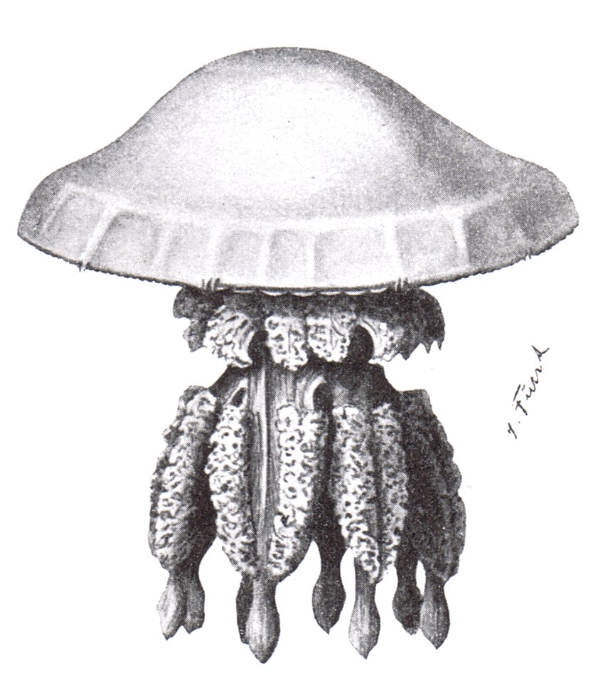 Nordseequalle (Rhizostoma cuvieri)