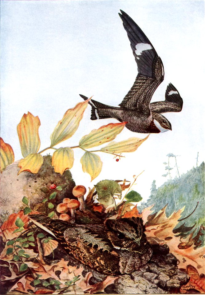 Nightjar in flight - AAP065A