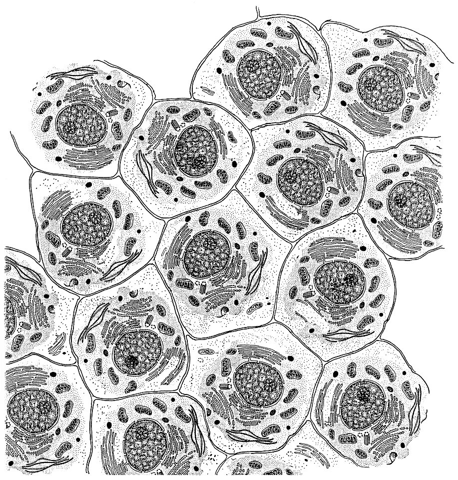Normal cells illustration
