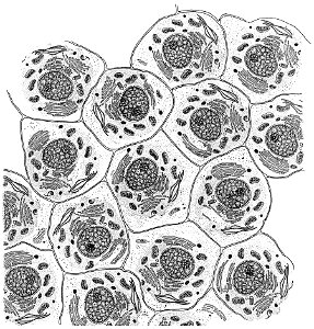 Normal cells illustration
