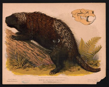 North American porcupine - Erethizon dorsatus - E.K. LCCN2017660737