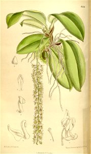 Notylia trisepala - Curtis' 136 (Ser. 4 no. 6) pl. 8306 (1910)