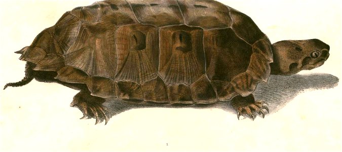 Notochelys platynota Hardwicke