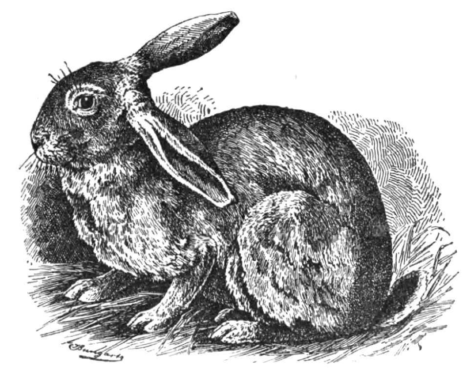 Normandie-Kaninchen (Jean Bungartz, Kaninchenrassen, 1902, p030)