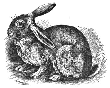 Normandie-Kaninchen (Jean Bungartz, Kaninchenrassen, 1902, p030)