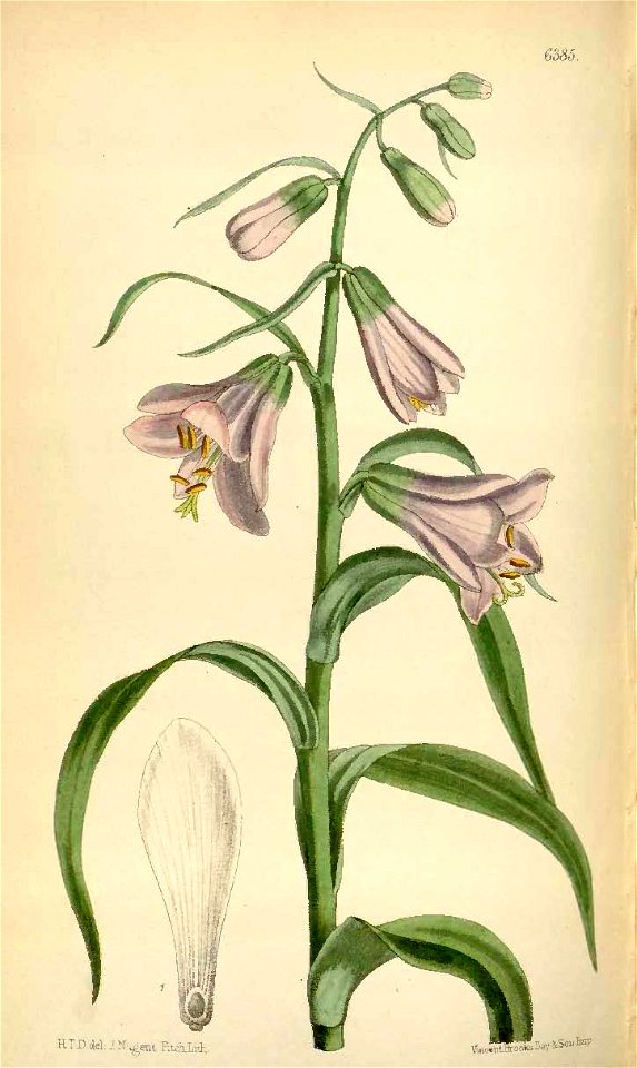 Notholirion macrophyllum 6385 Fritillaria hookeri