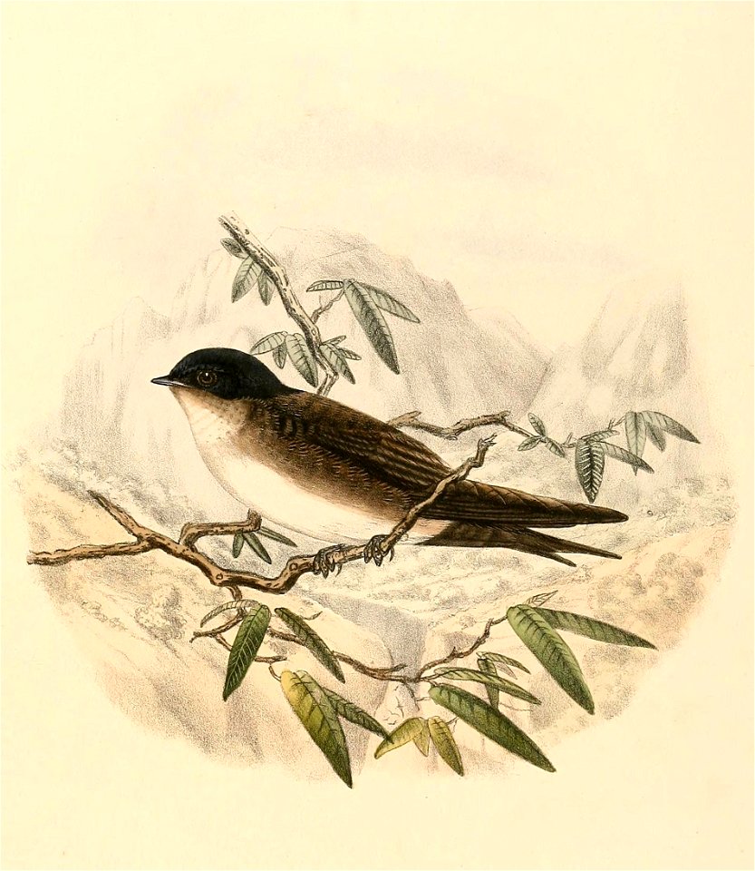 Notiochelidon pileata 1894