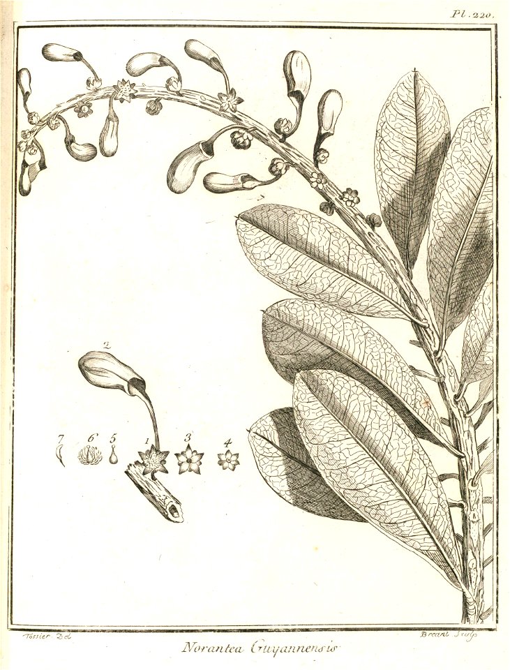 Norantea guianensis Aublet 1775 pl 220