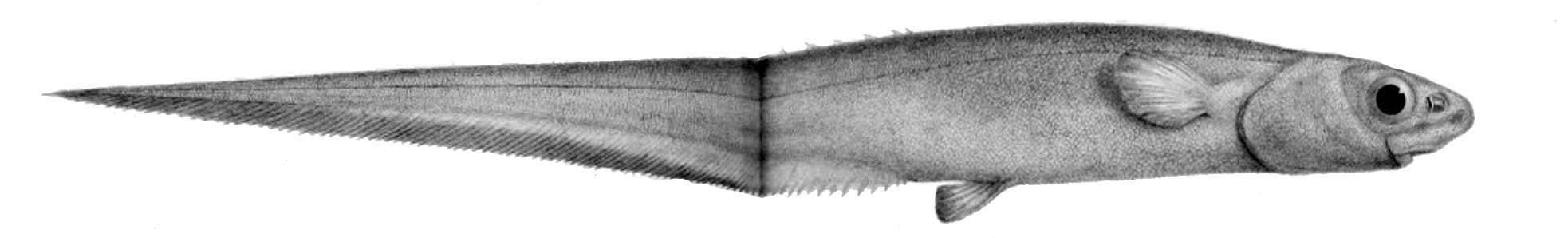 Notacanthus bonaparte1